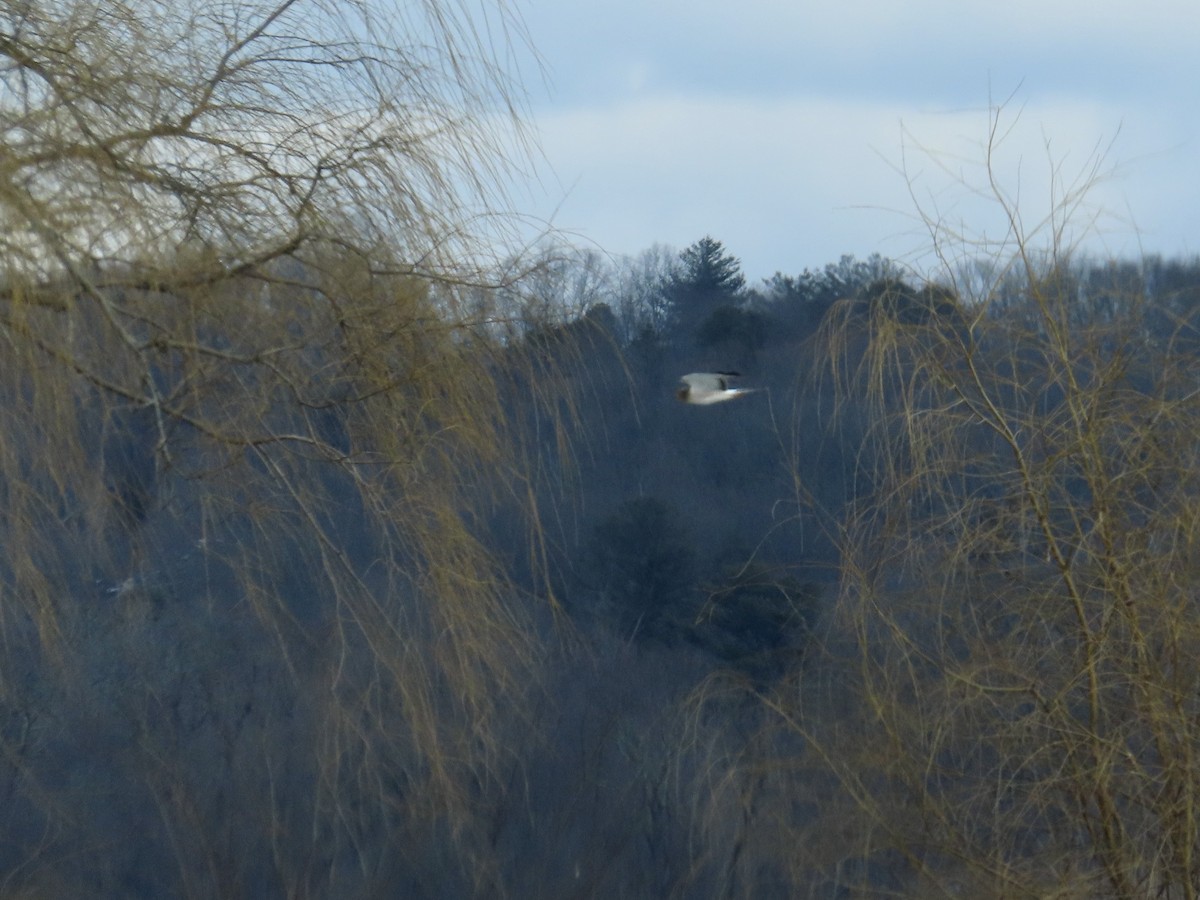 Northern Harrier - ML532989791