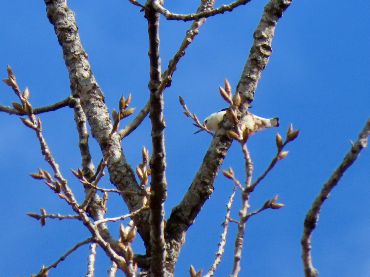 White-breasted Nuthatch - ML532989831