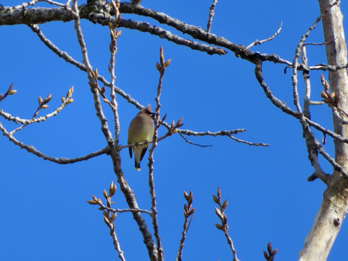 Cedar Waxwing - ML532989841