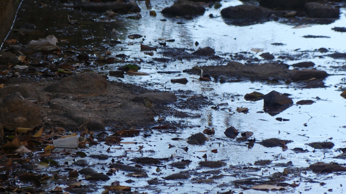 Northern Waterthrush - Terry van Niekerk