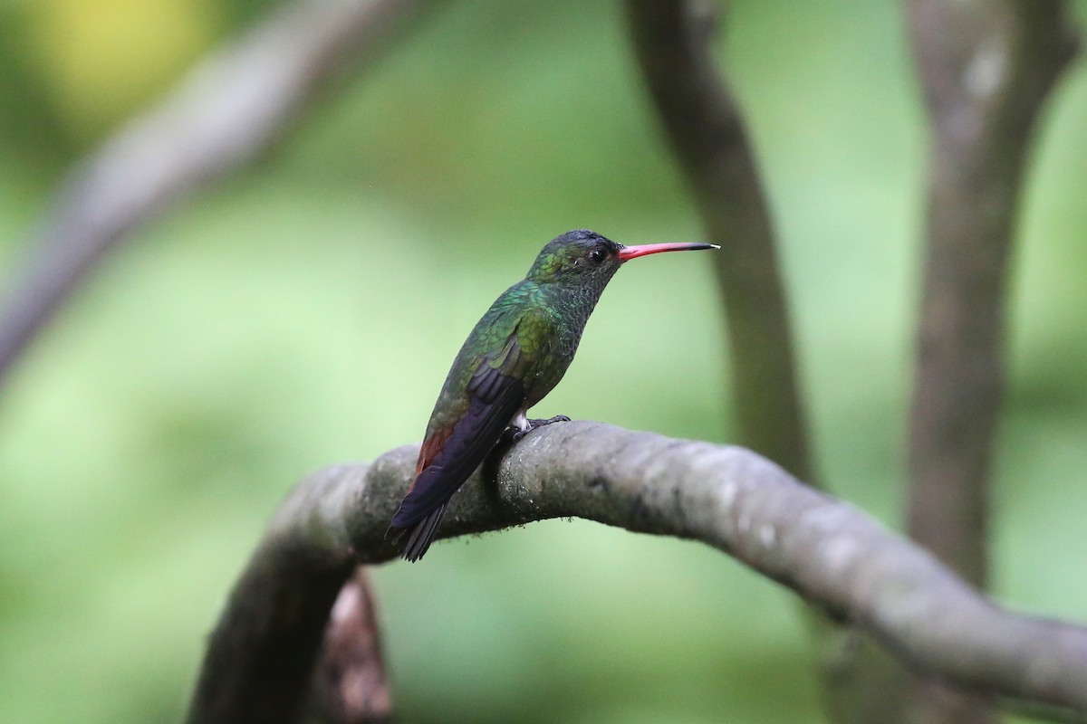 Rufous-tailed Hummingbird - Charles Davies