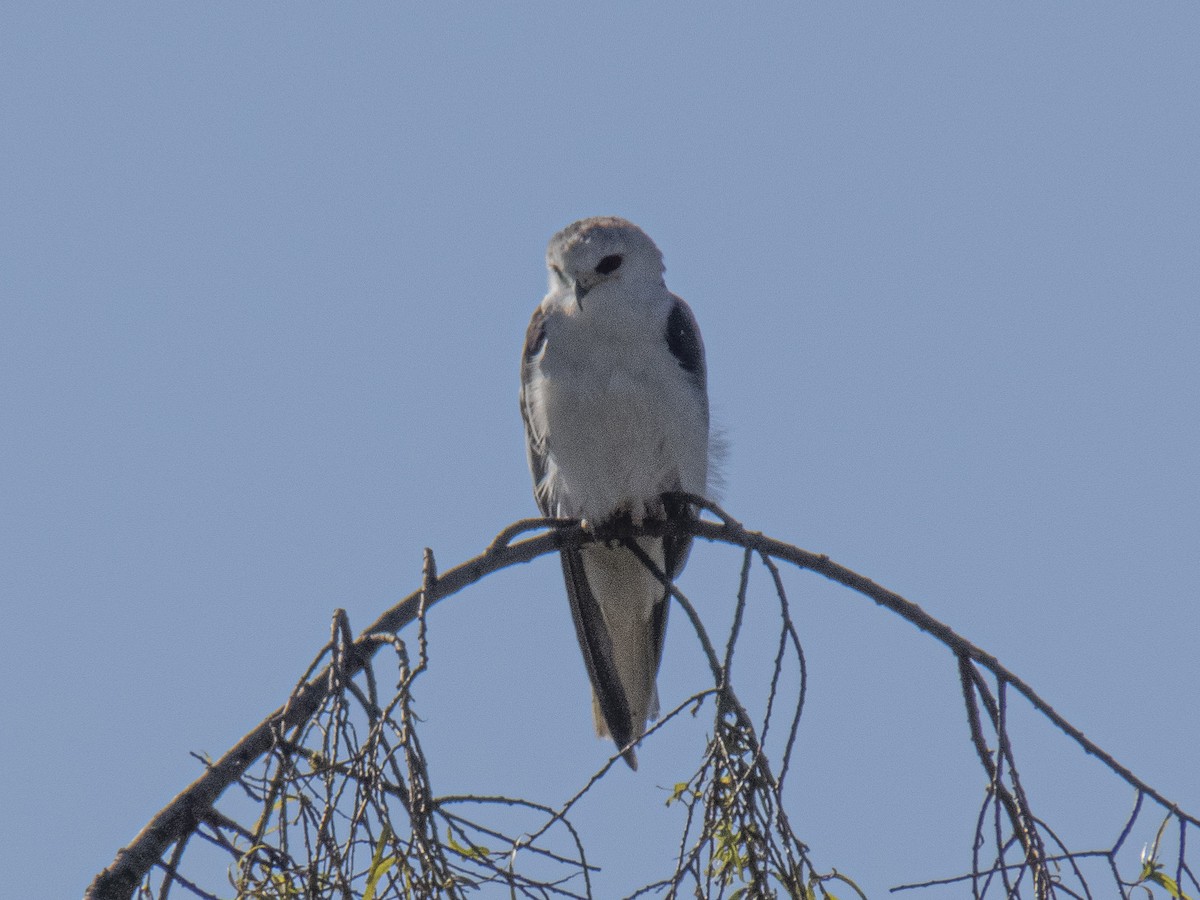 オジロトビ - ML532994011