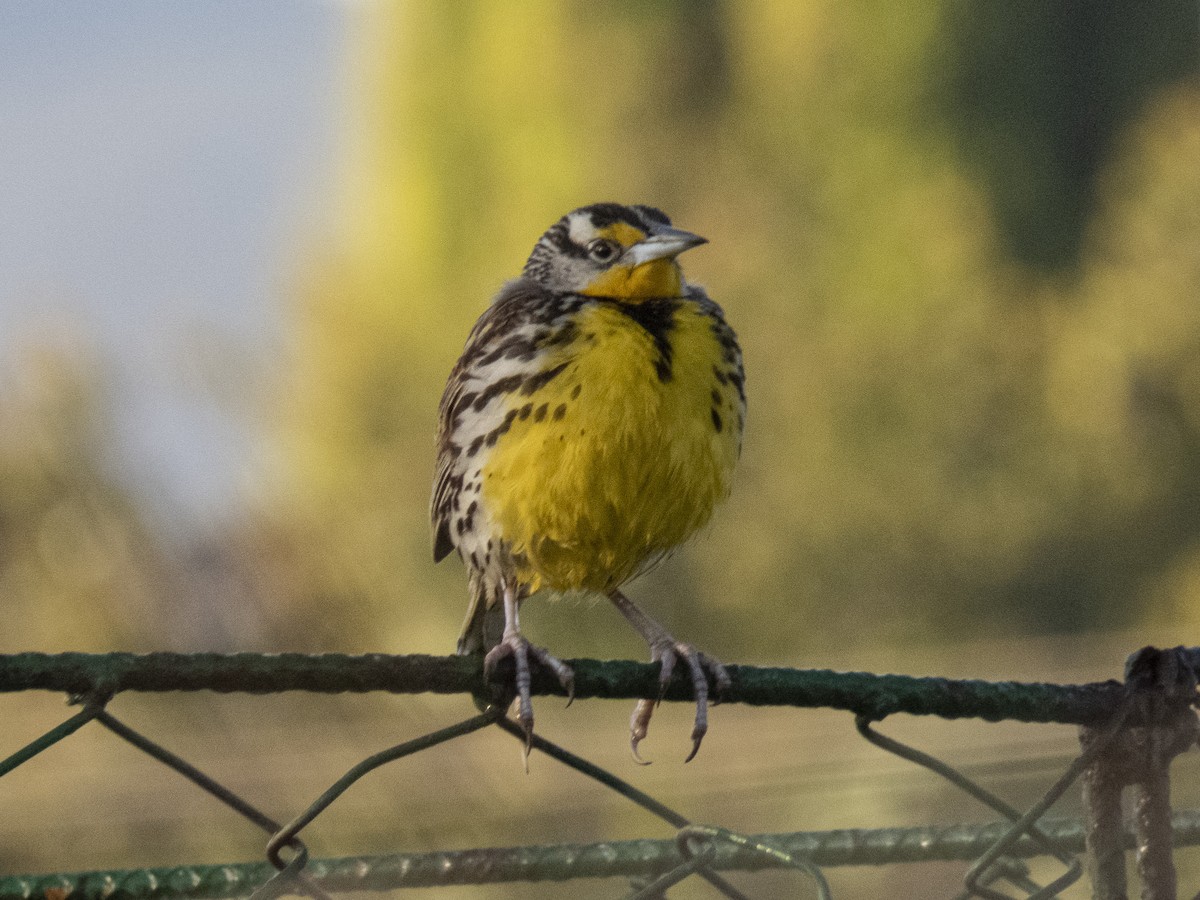 ヒガシマキバドリ - ML532994091