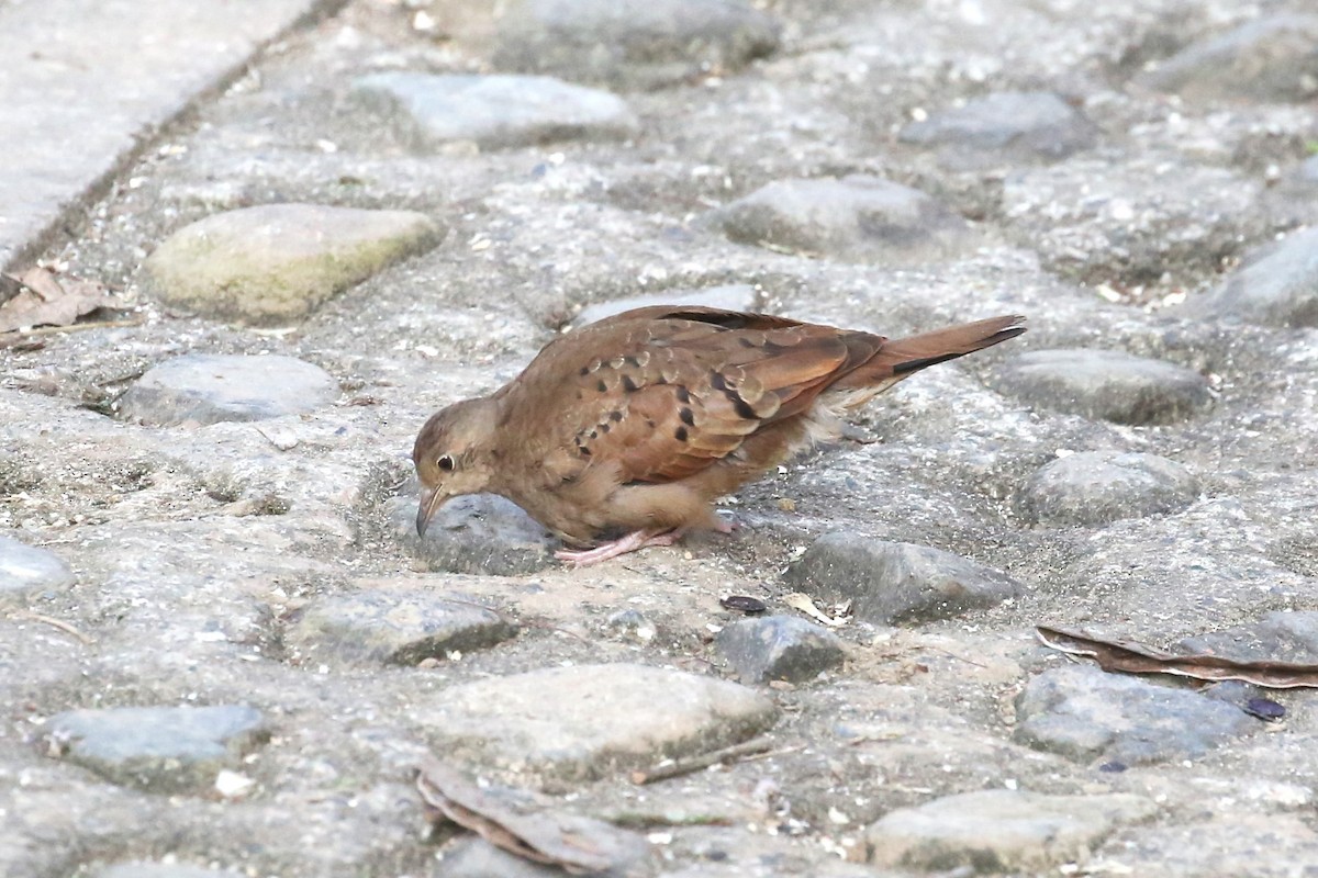 Ruddy Ground Dove - ML532994311