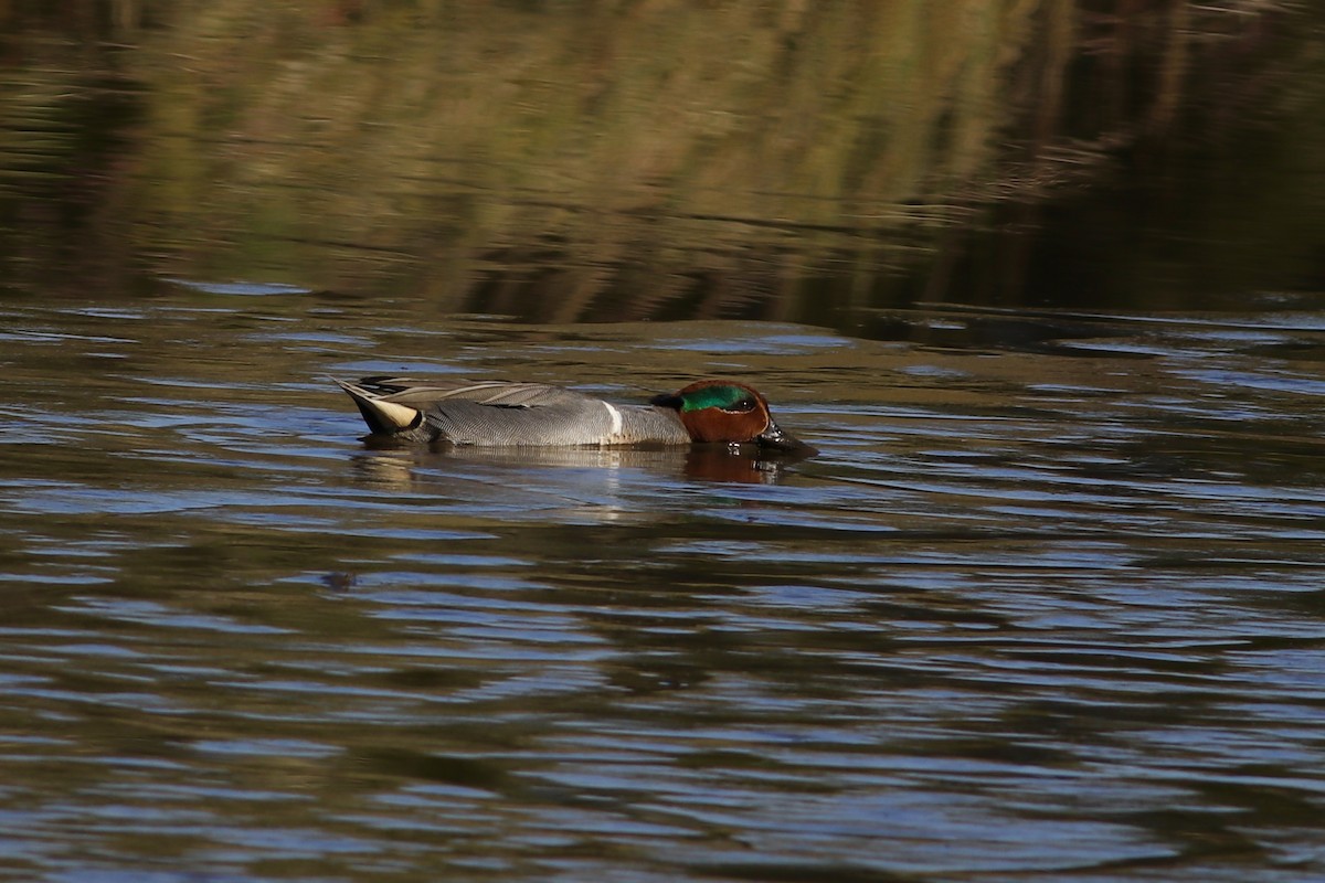 Green-winged Teal - ML532995541