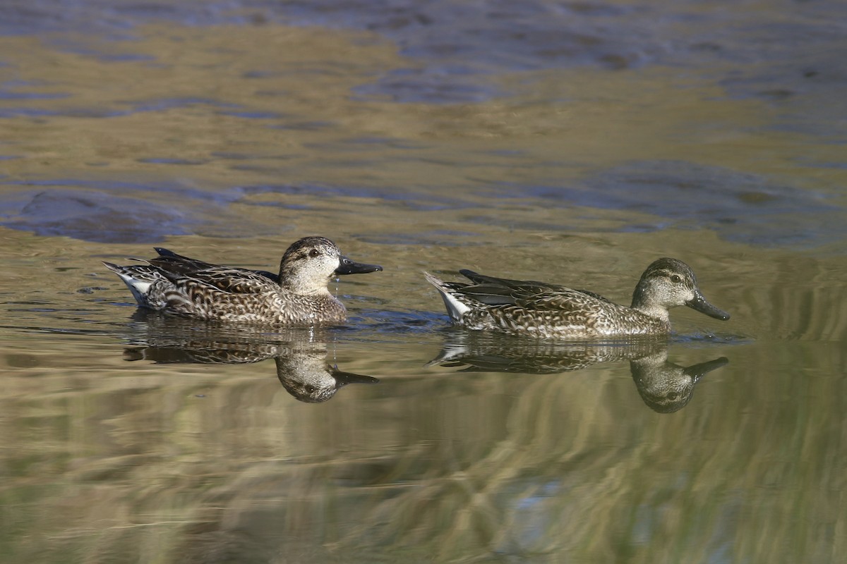 Green-winged Teal - ML532995551
