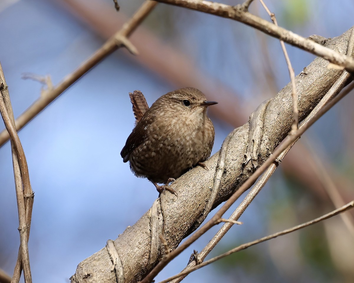 Winter Wren - ML532996731