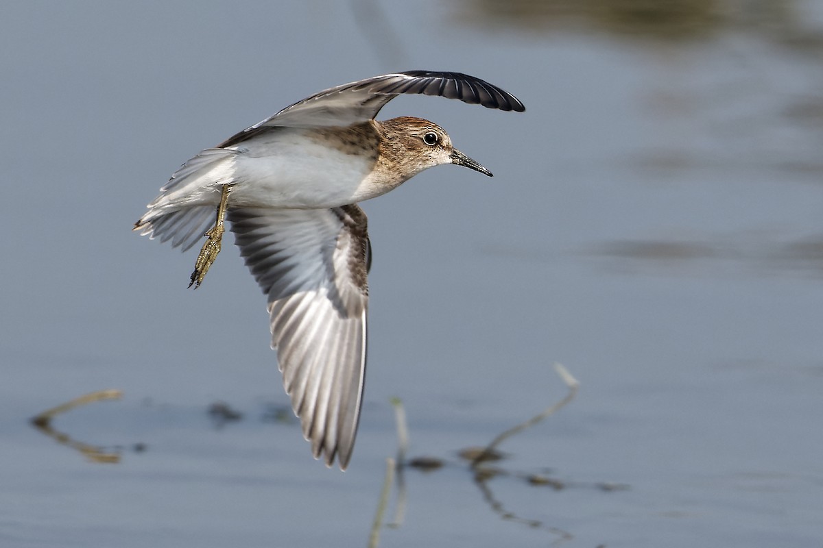 Least Sandpiper - ML532998651