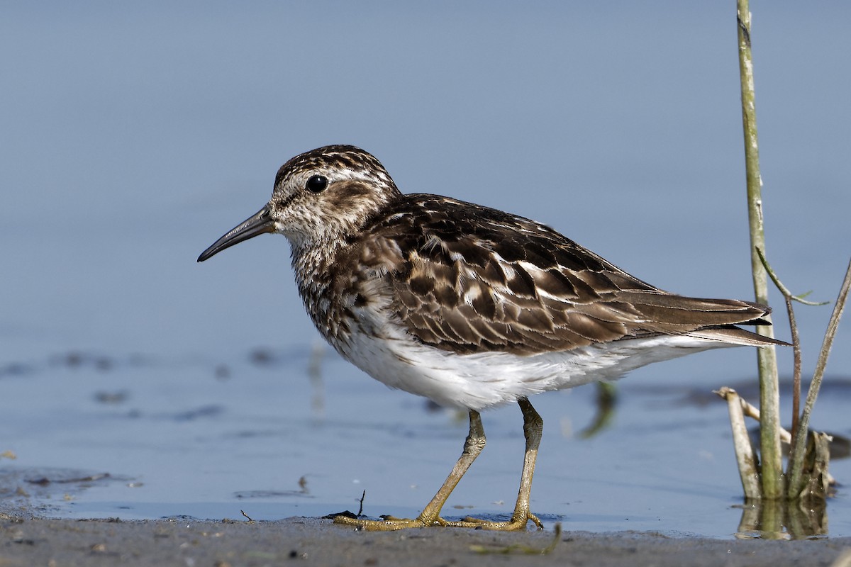 Least Sandpiper - ML532998661