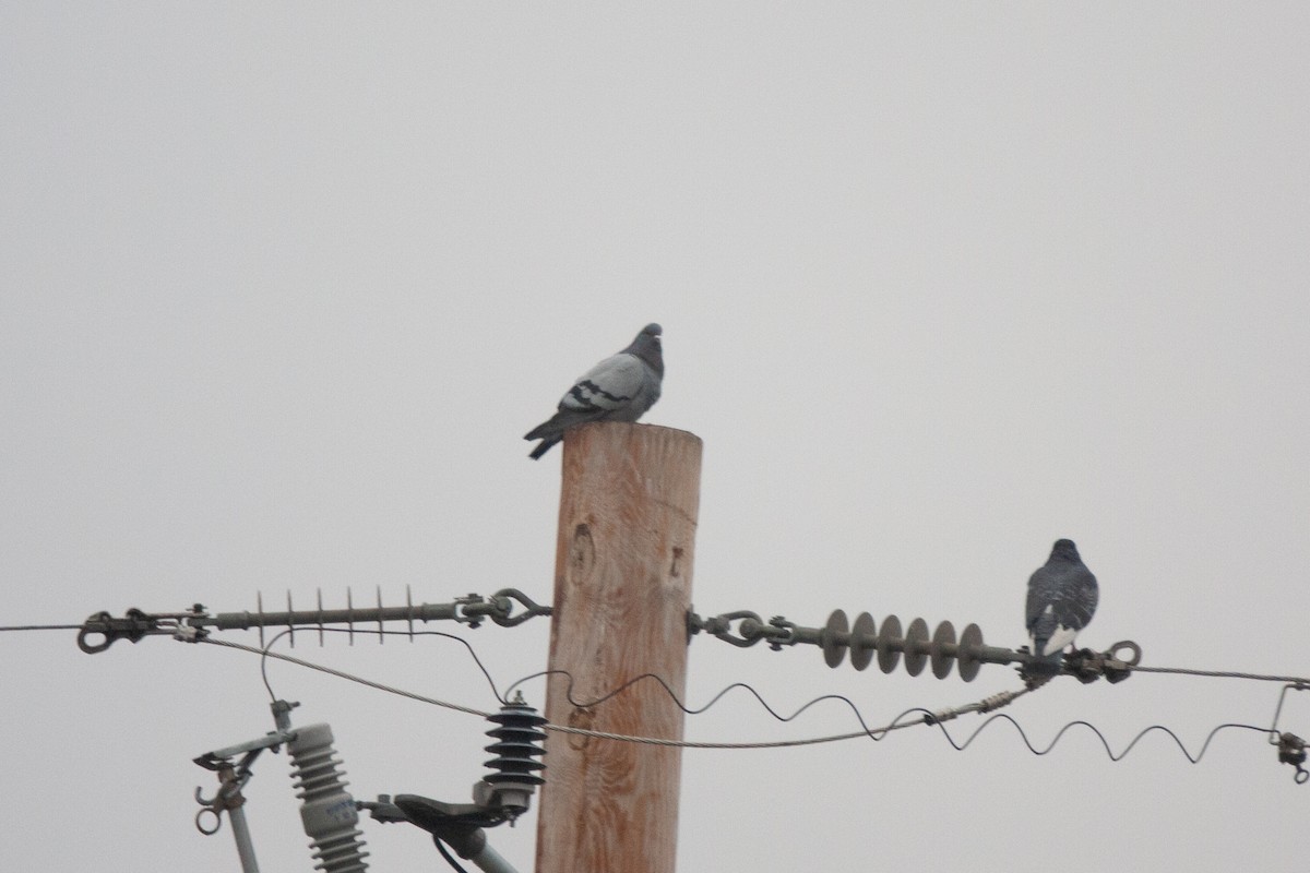 Rock Pigeon (Feral Pigeon) - ML532999061