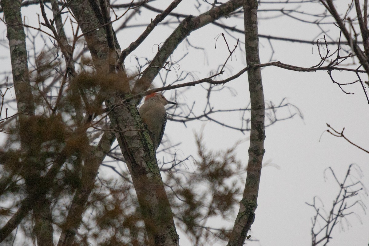 Red-bellied Woodpecker - ML532999191
