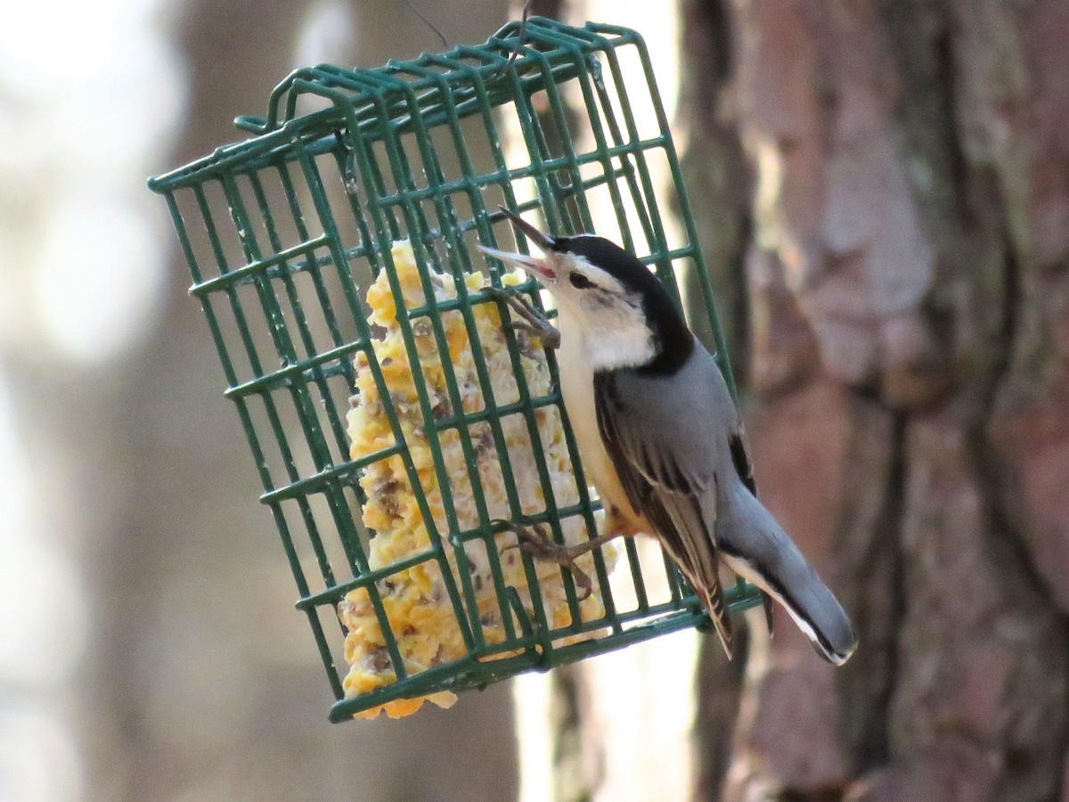 White-breasted Nuthatch - ML532999751