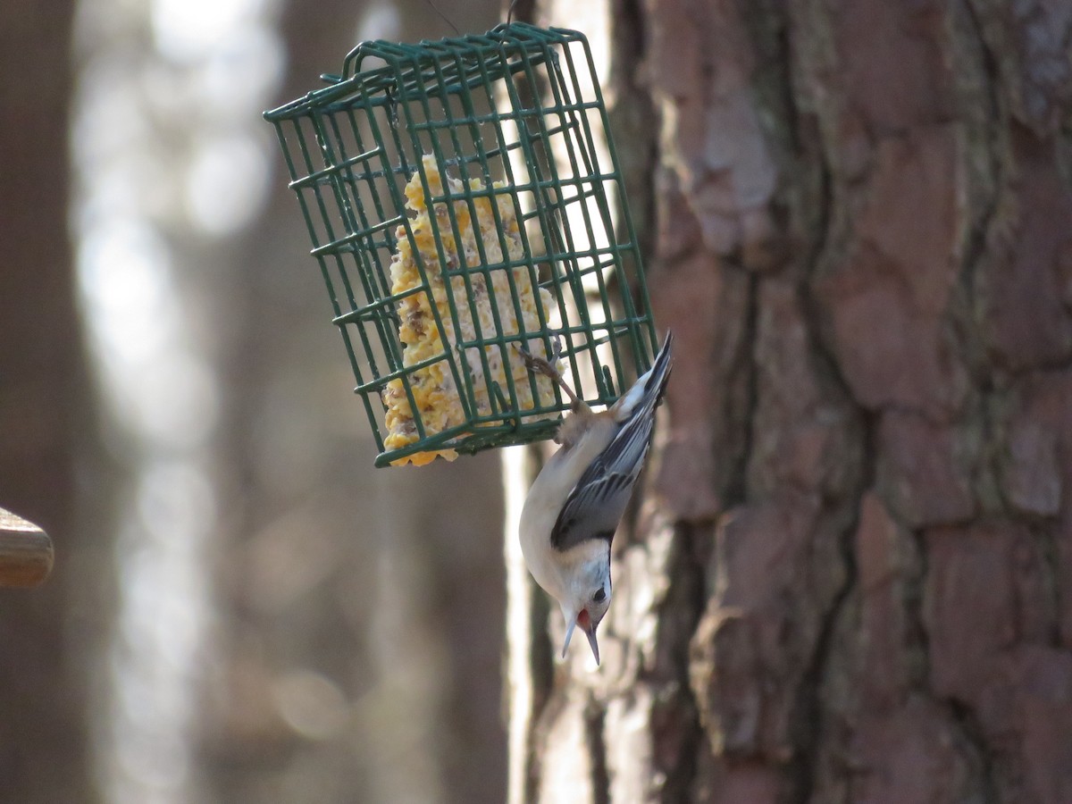 White-breasted Nuthatch - ML532999761
