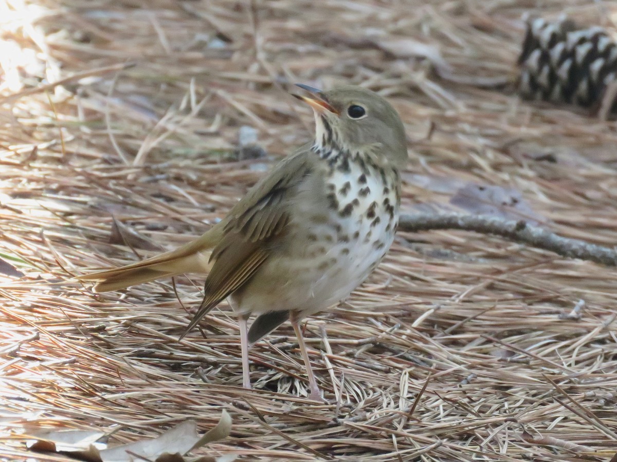 Hermit Thrush - ML532999971