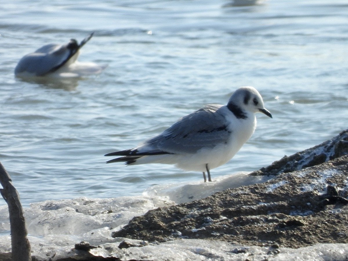 Black-legged Kittiwake - ML532999991