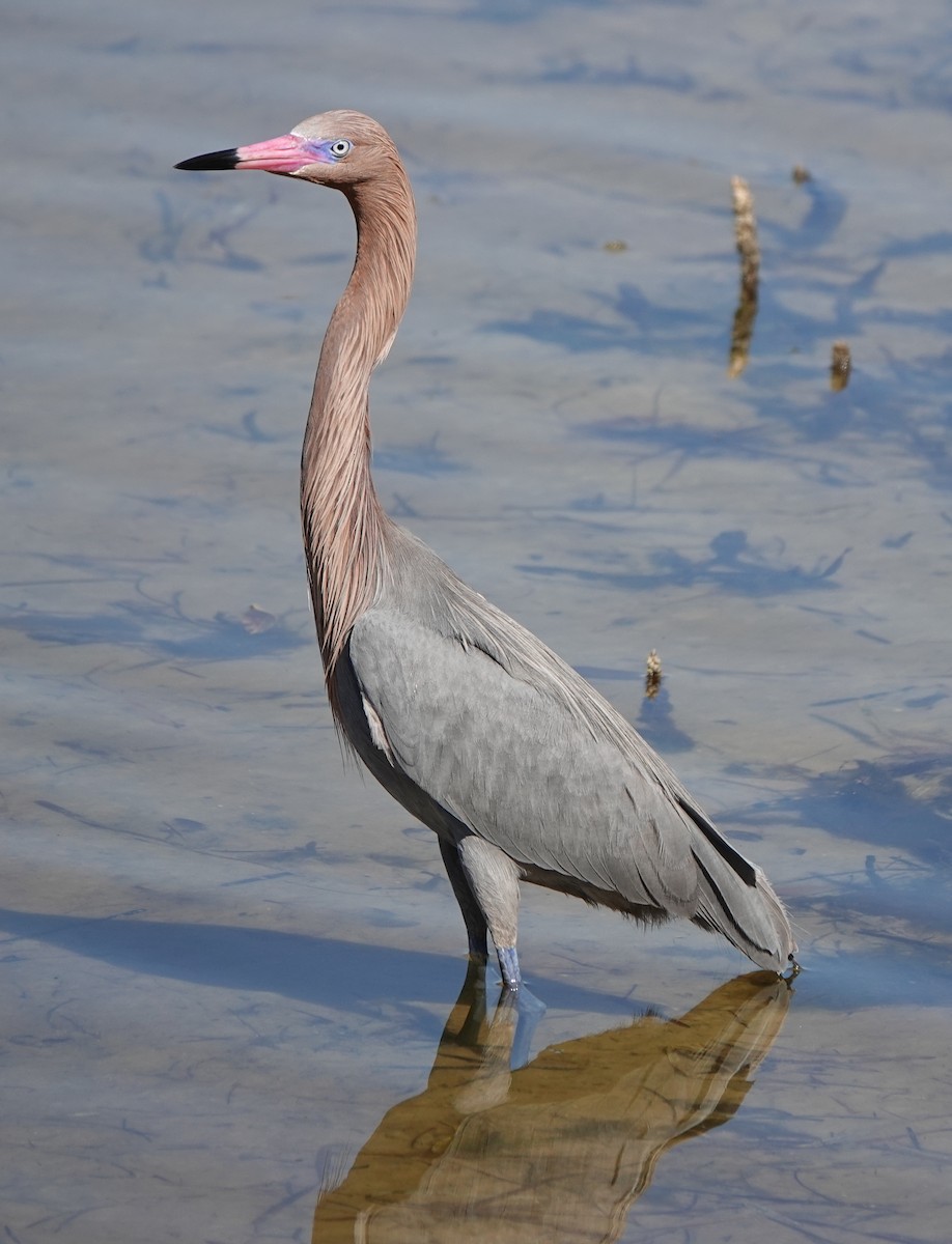 Reddish Egret - ML533000331