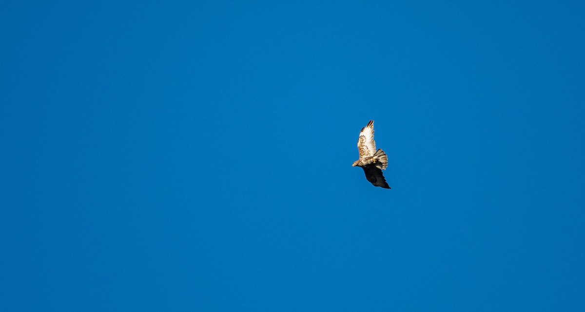 Common Buzzard (Western) - ML533000921