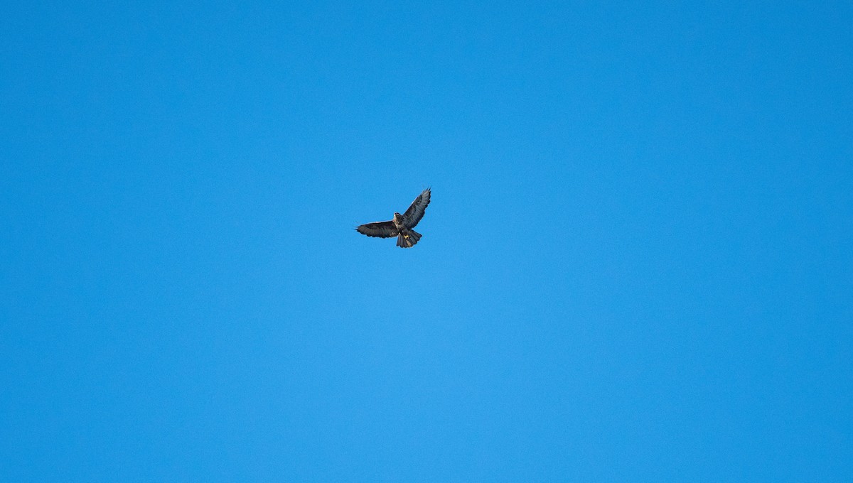 Common Buzzard (Western) - ML533000931