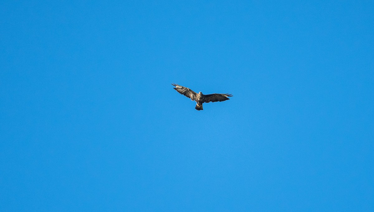 Common Buzzard (Western) - ML533000941