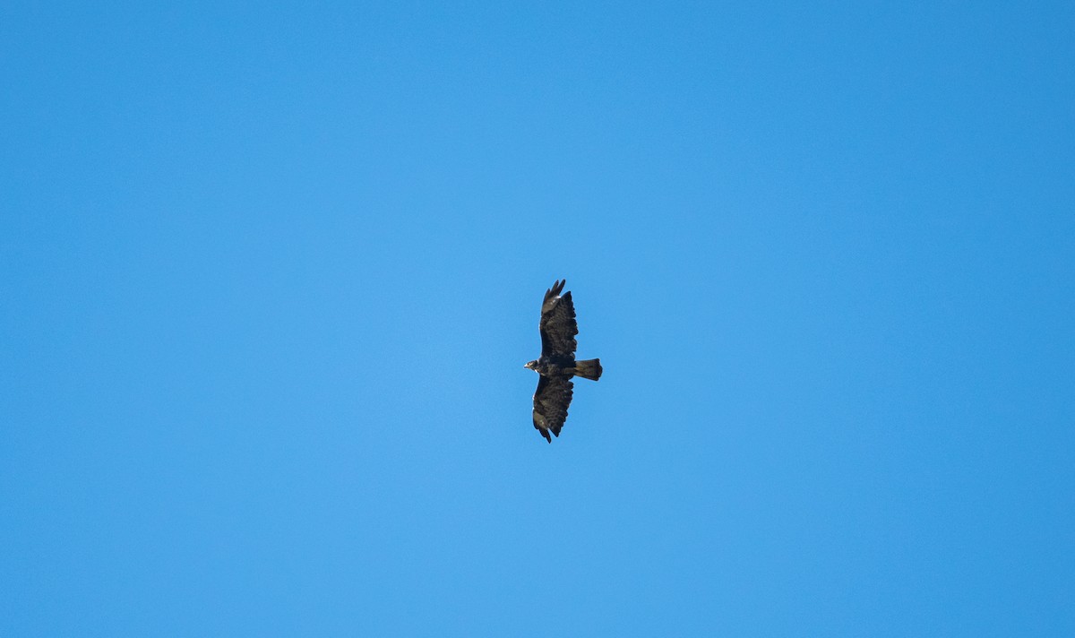 Common Buzzard (Western) - ML533000961