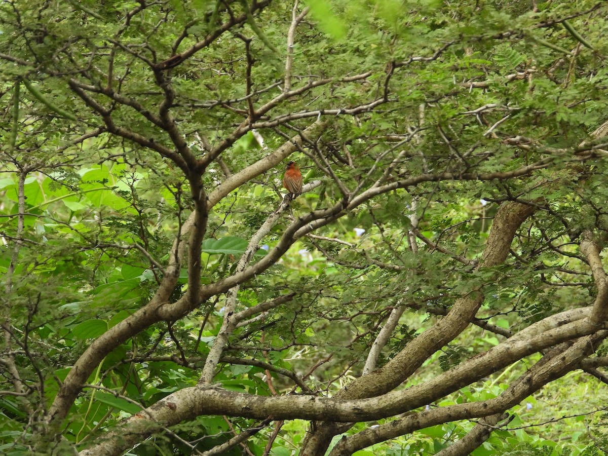 Chestnut Piculet - ML533001311