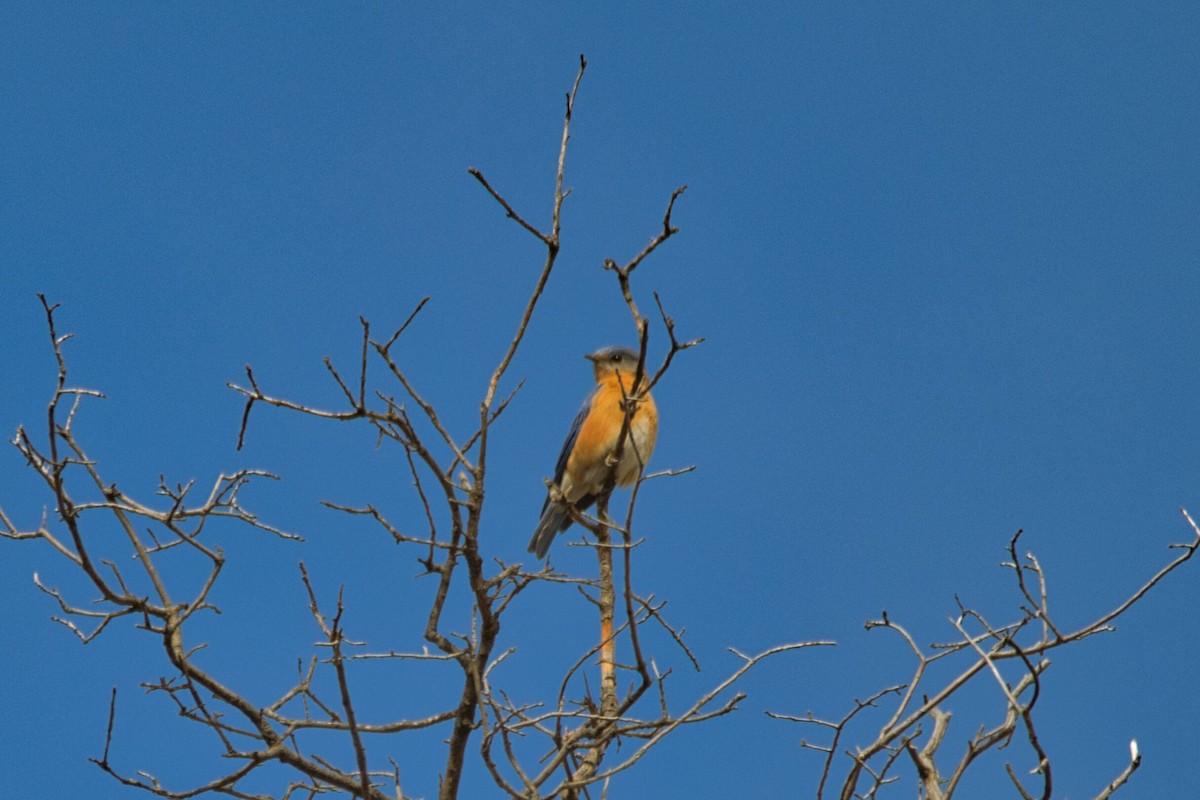 Eastern Bluebird (Mexican) - ML533003601