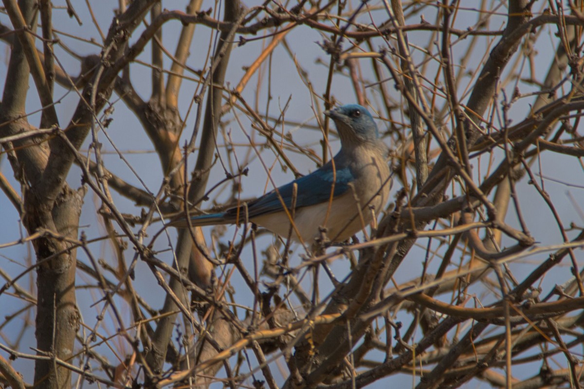 Mexican Jay - ML533003711