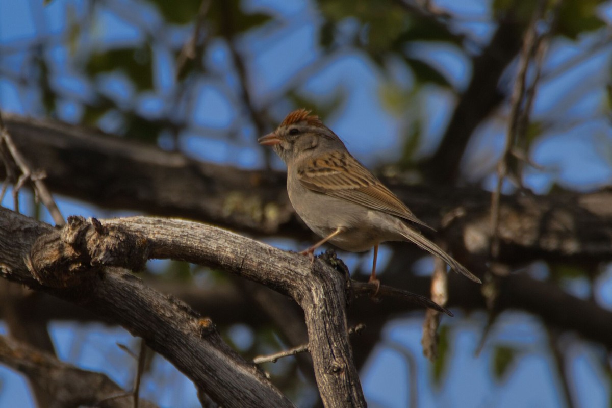 Chipping Sparrow - ML533003741