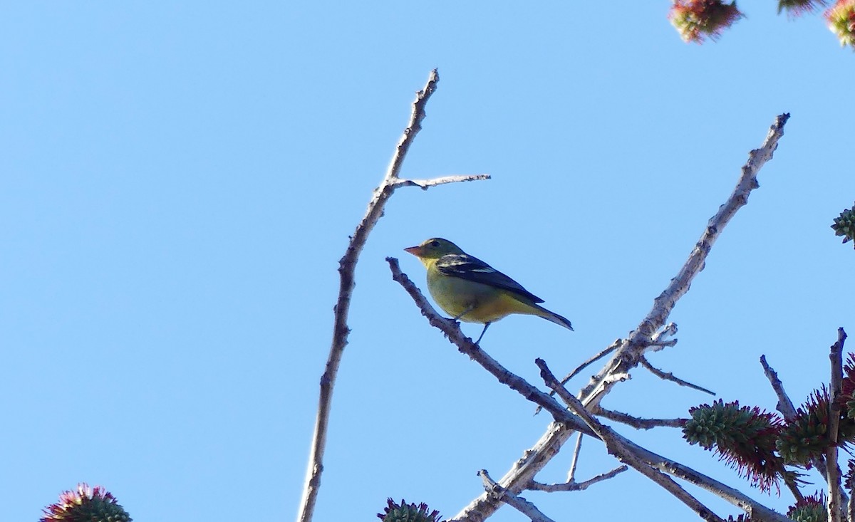 Western Tanager - ML533004611