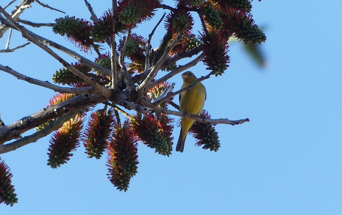 Western Tanager - ML533004791