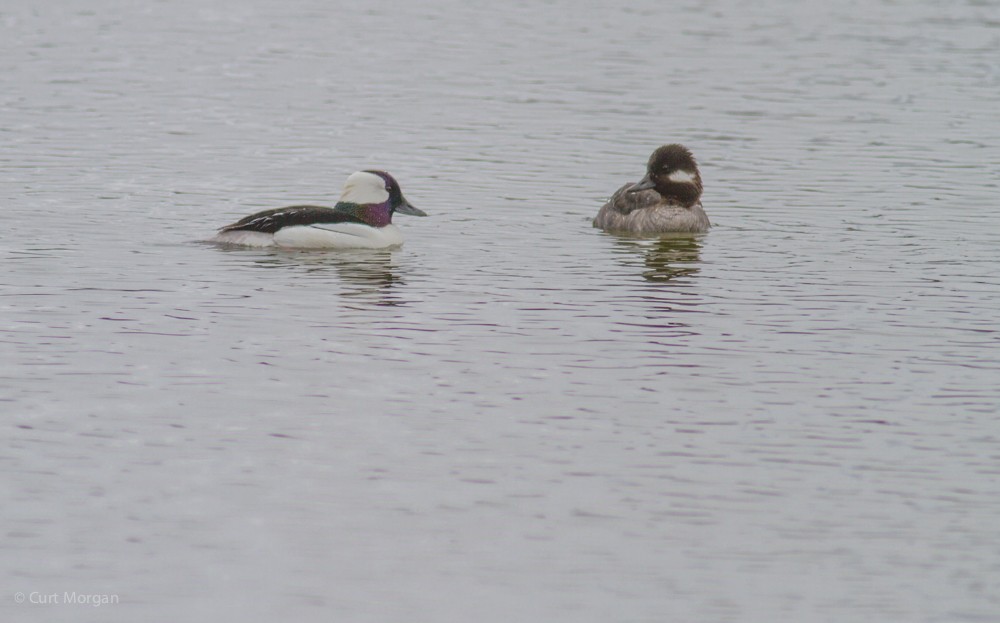 Bufflehead - ML53300601