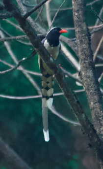 Red-billed Blue-Magpie - ML533006931