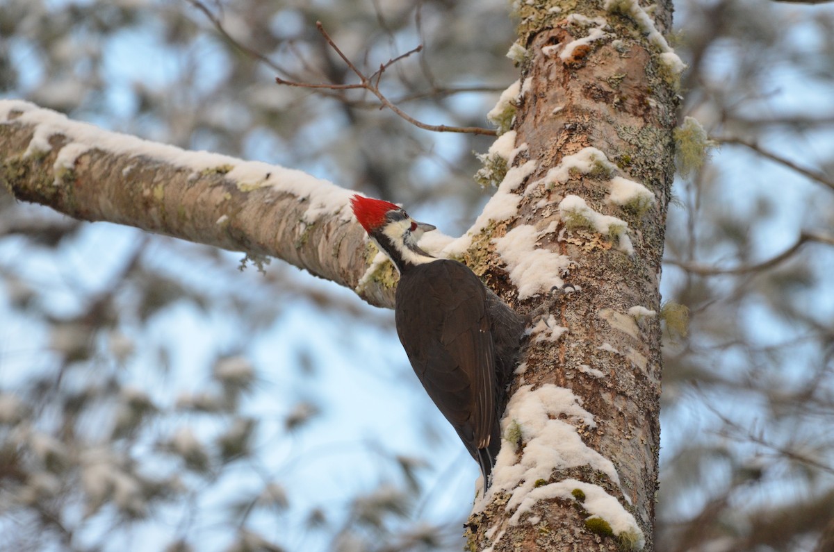 Pileated Woodpecker - ML533007431