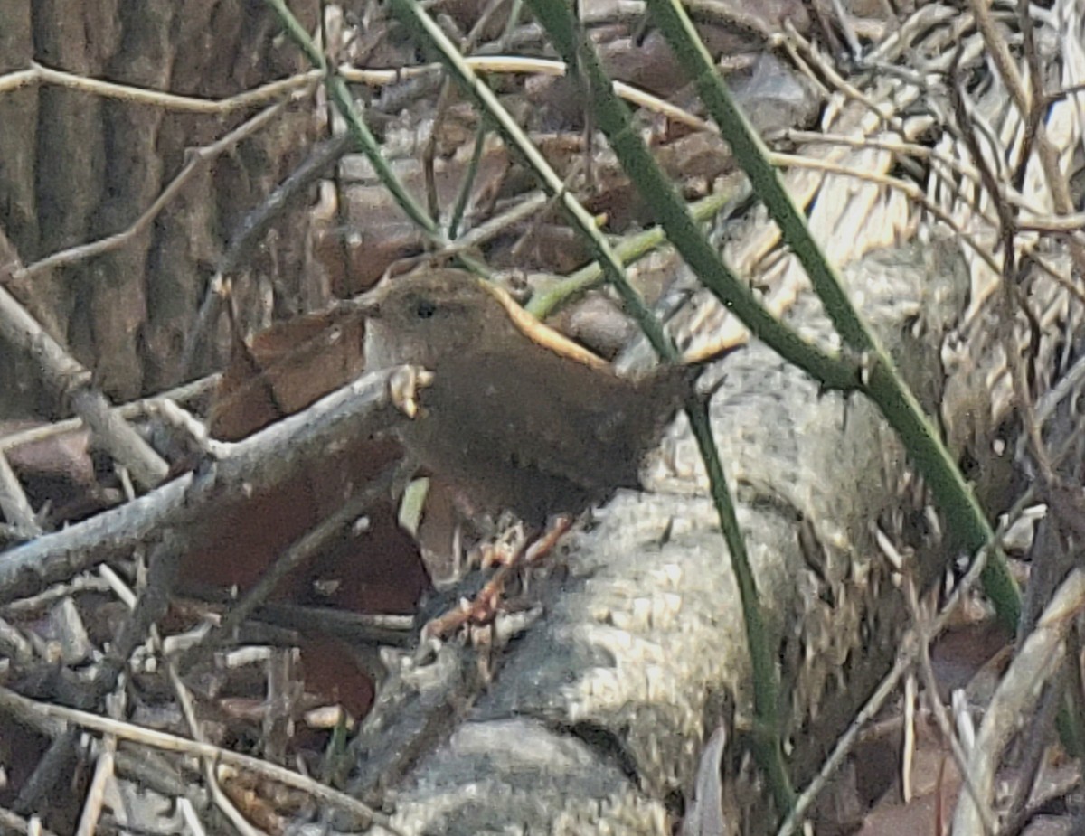 Winter Wren - ML533007601