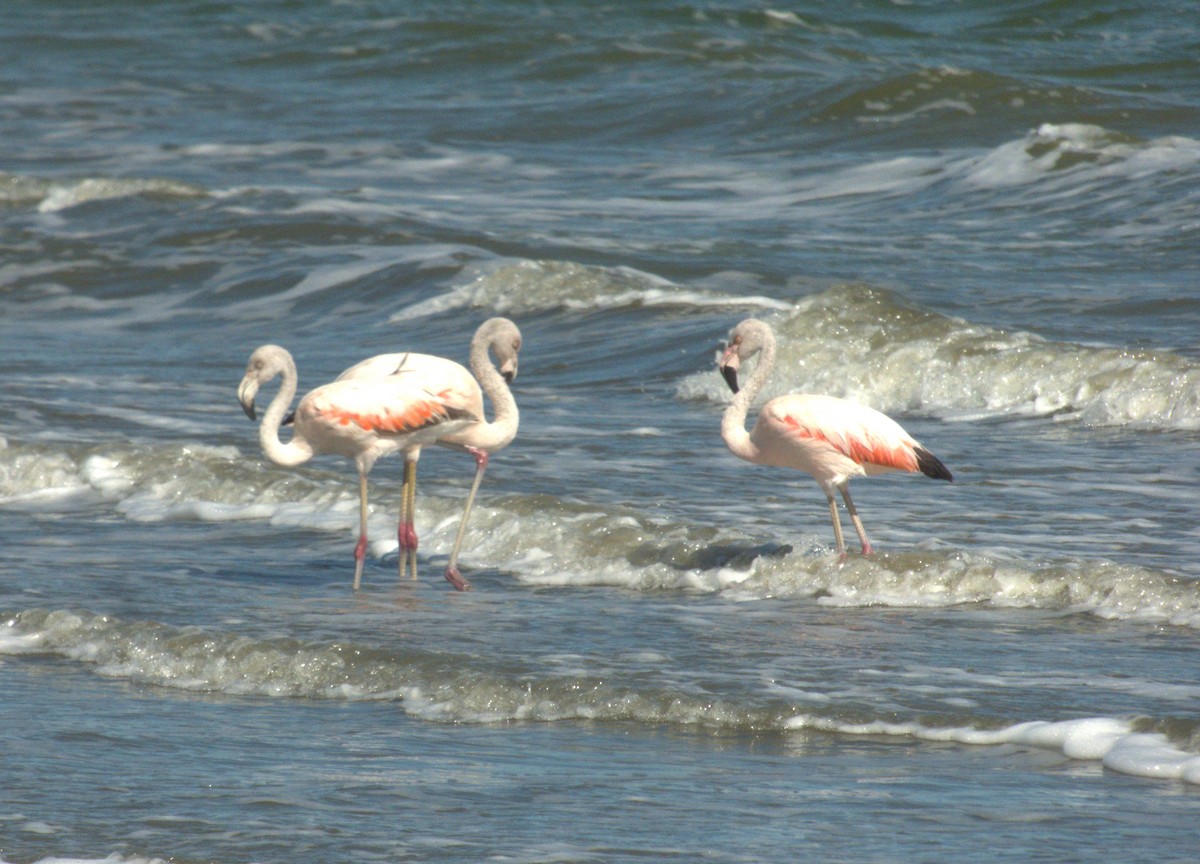 Chilean Flamingo - ML533007661