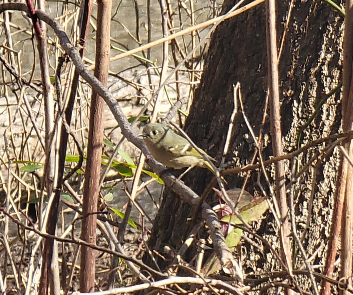 Ruby-crowned Kinglet - ML533007731