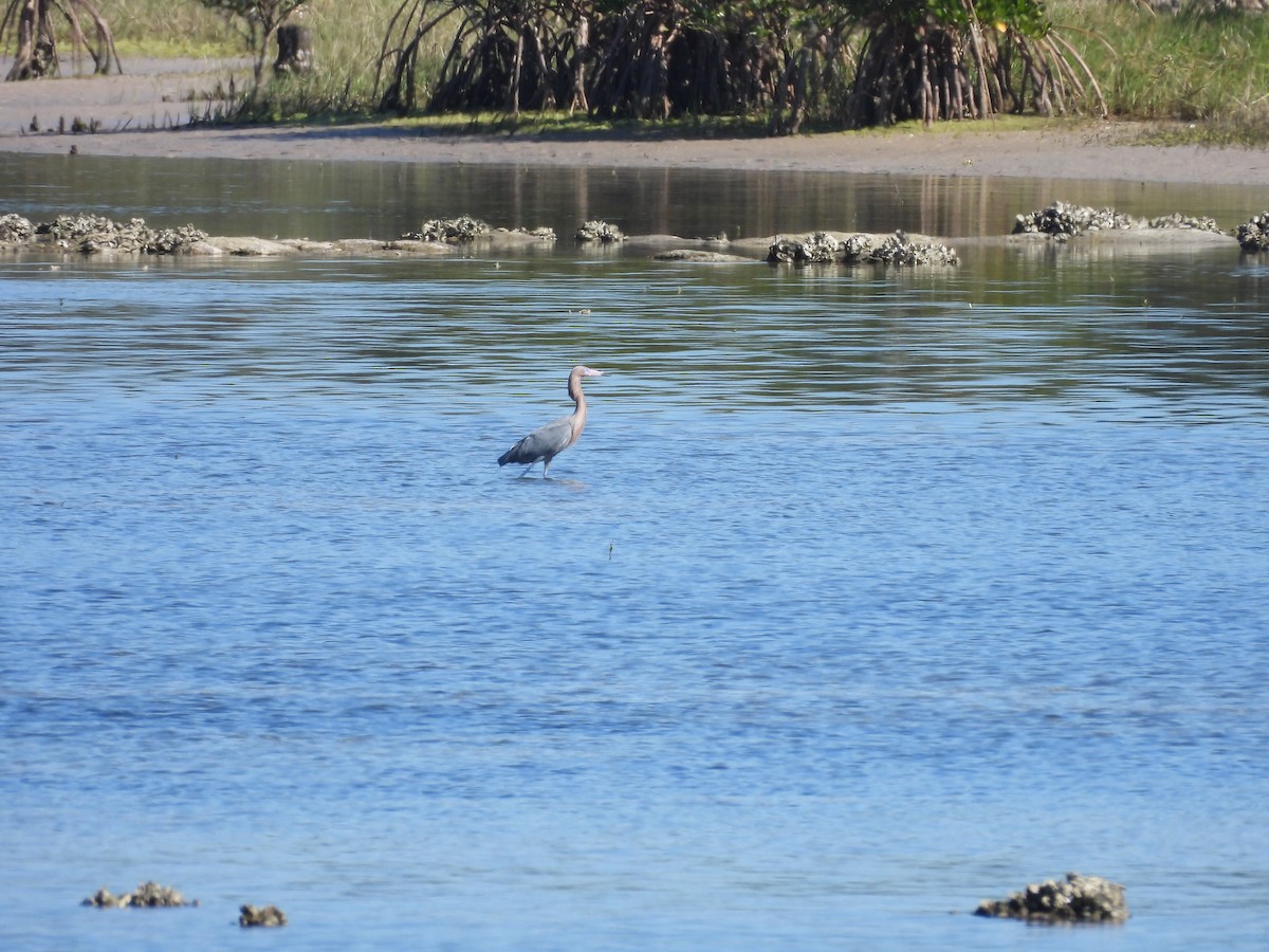 Reddish Egret - ML533007861