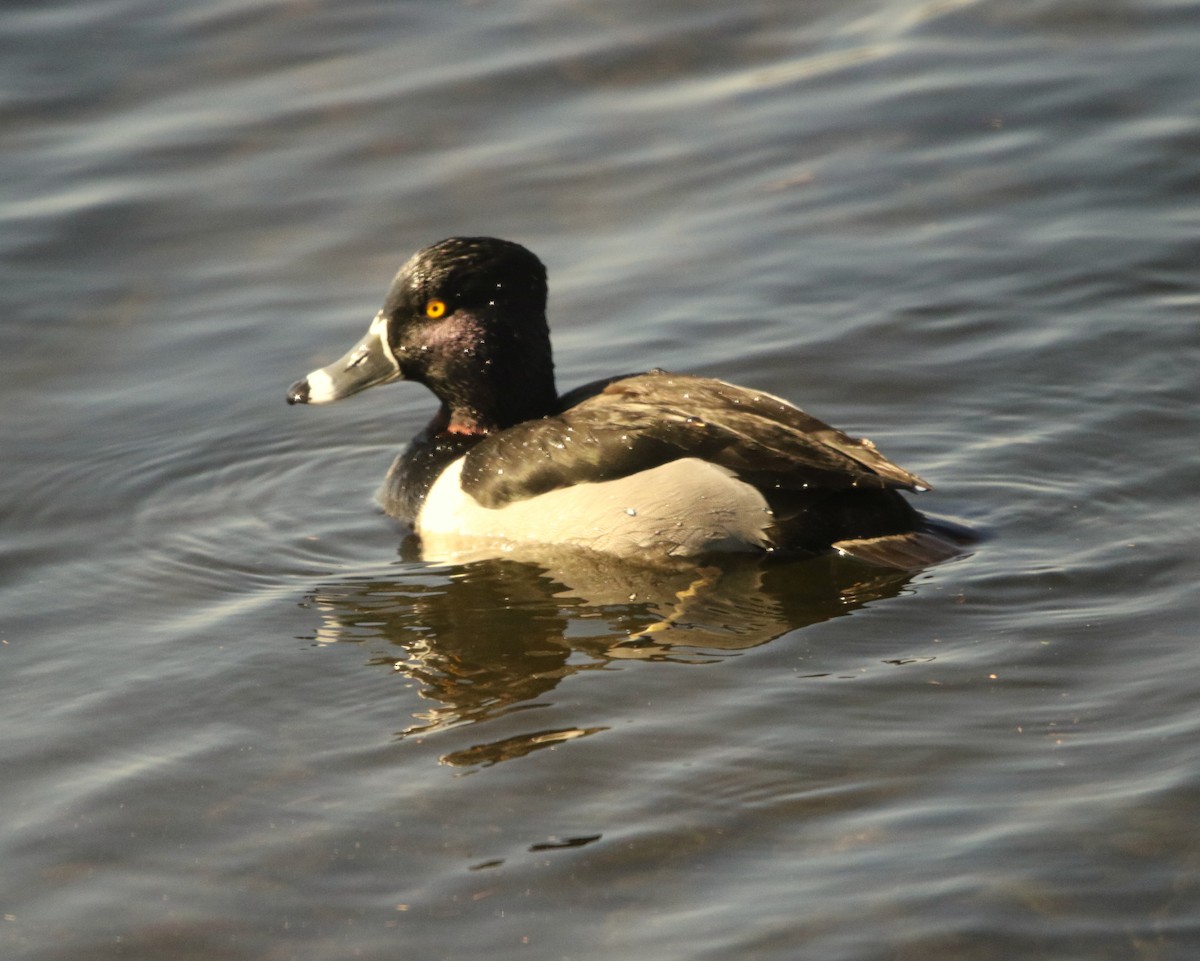 Ring-necked Duck - ML533008191