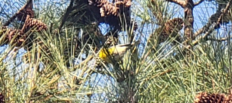 Pine Warbler - ML533008211