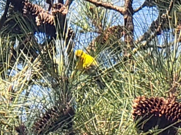 Pine Warbler - ML533008371
