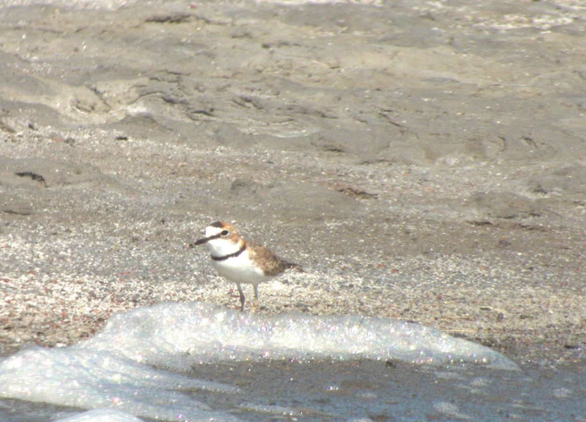 Collared Plover - ML533008491