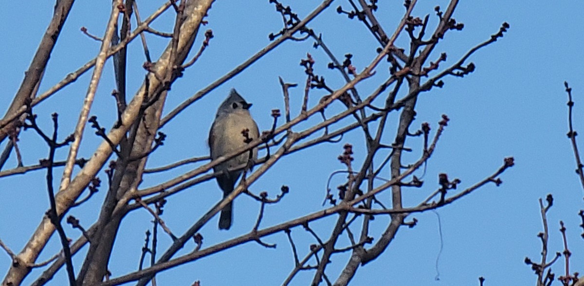 Tufted Titmouse - ML533008621