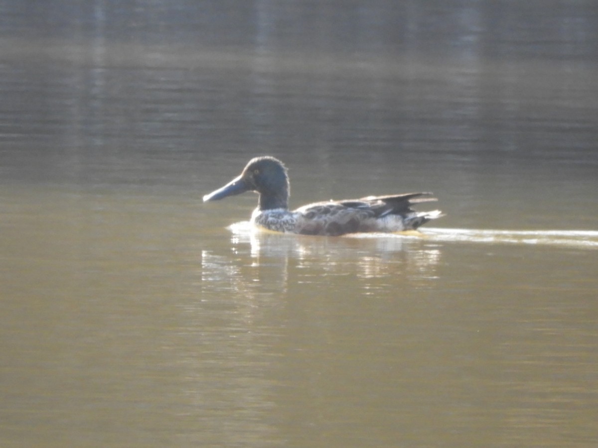 Northern Shoveler - ML533008801