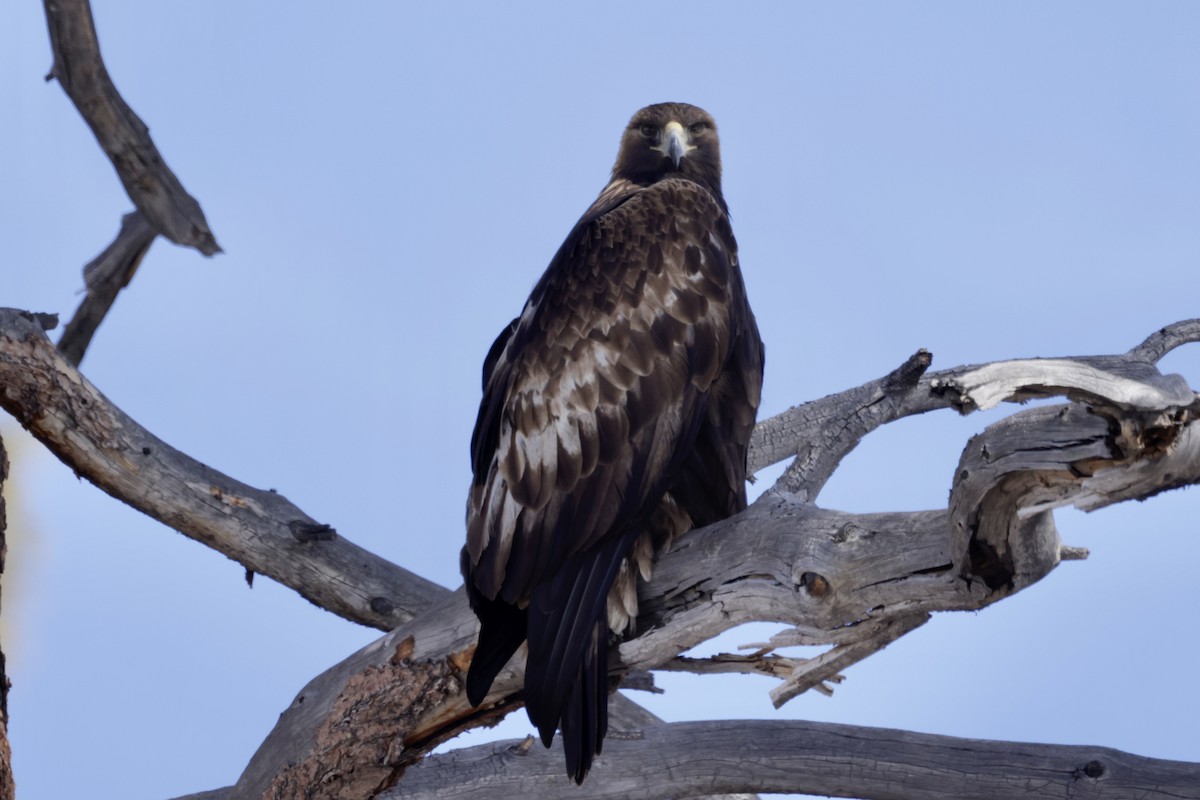 Golden Eagle - ML533010681