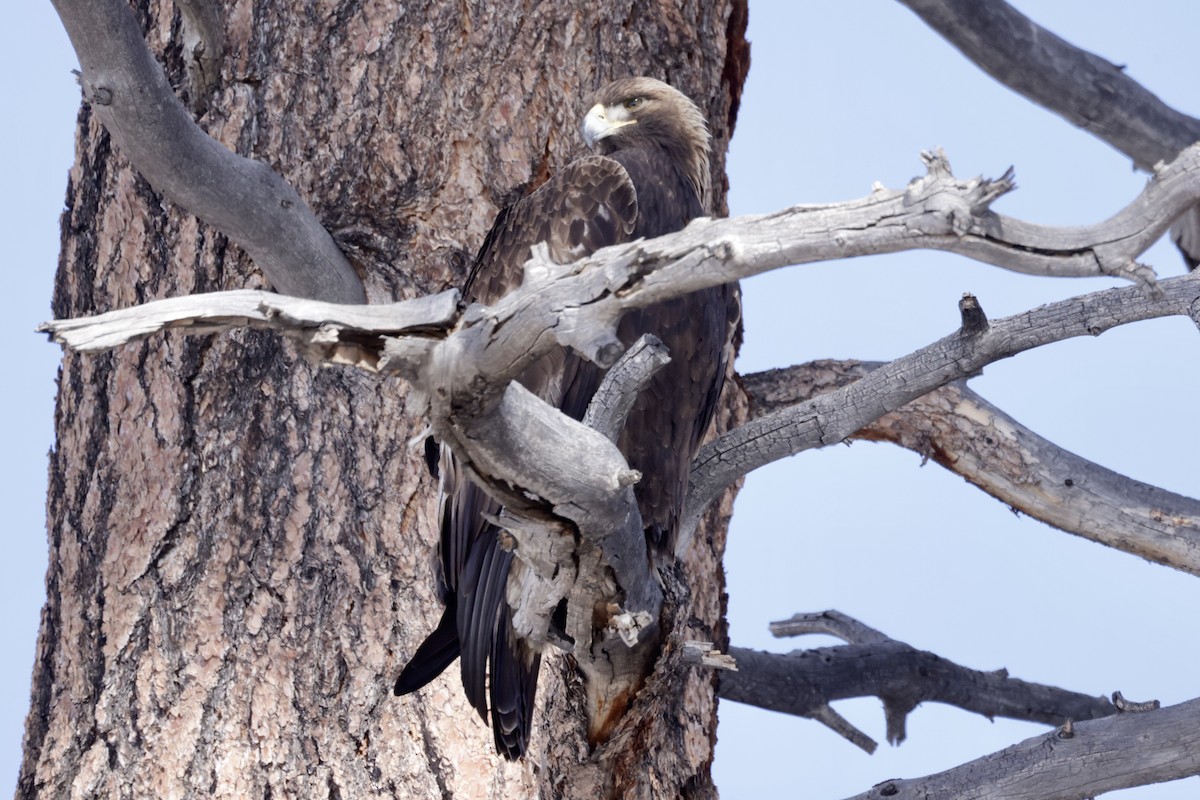 Golden Eagle - ML533010691