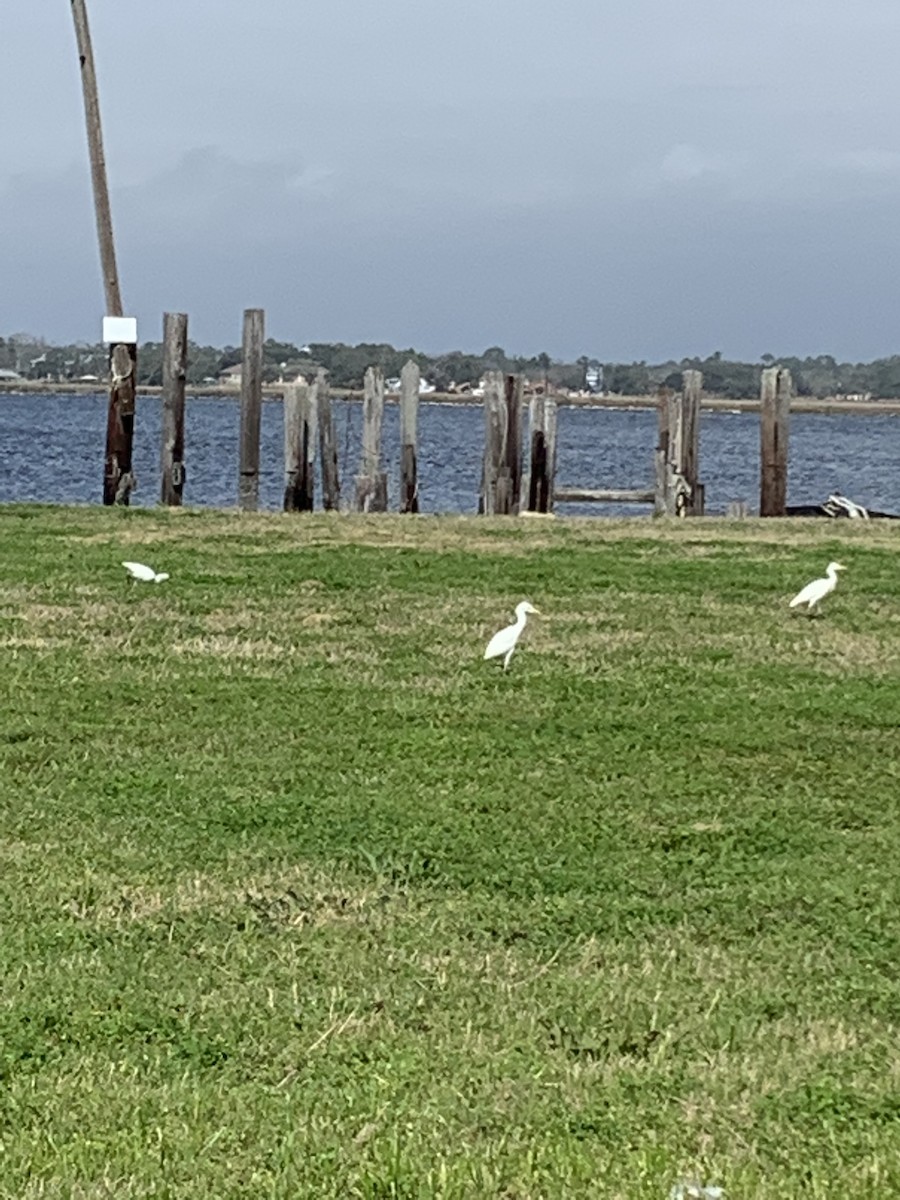 Western Cattle Egret - ML533010731