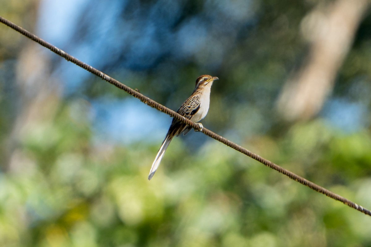 Striped Cuckoo - ML533010791