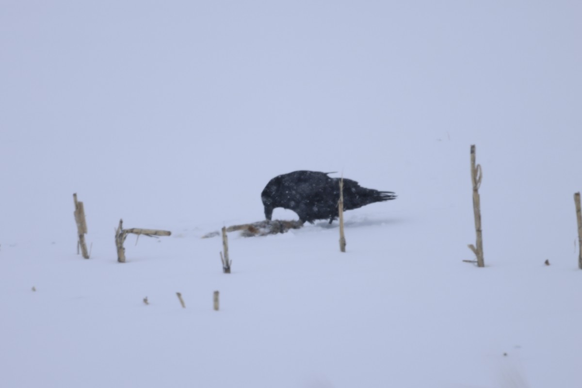 Common Raven - ML533011511