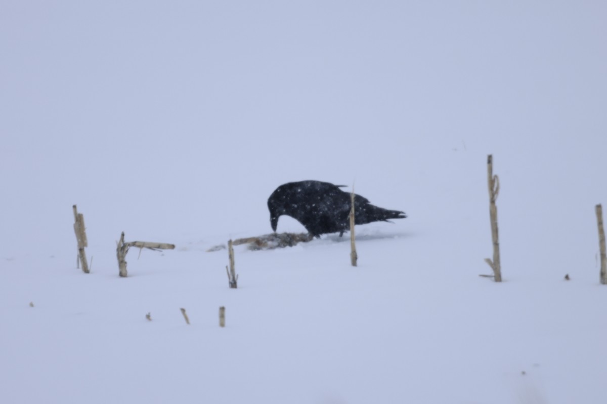 Common Raven - Marie Provost