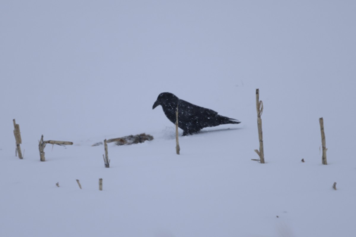 Common Raven - ML533011541